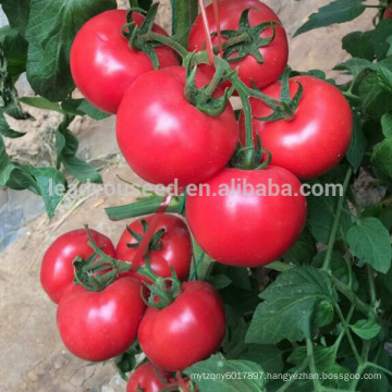 T32 Meite f1 hybrid greenhouse determinate tomato seeds, chinese vegetable seeds